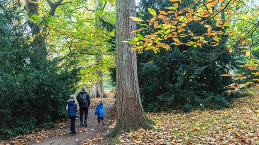 A family walk beneath a canopy of autumn leaves in a woodland at Calke Abbey.